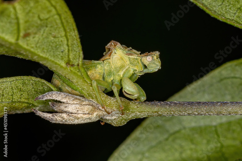 Adult Ambush Bug photo