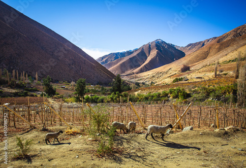 Viñedos de Horcon, Valle del Elqui Chile photo