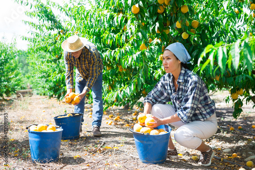 Team of positive farm workers gathering crop of organic peaches at a orchard on summer day