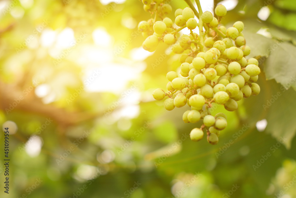 Single bunch of green grapes in sunlight background.