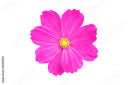 Pink Cosmos flower isolated on white background. Blooming plant with clipping path.