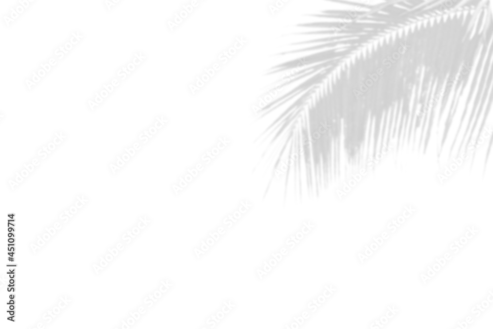 Gray shadow of nature palm leaves on white background. Abstract monochrome of coconut palm leaf.