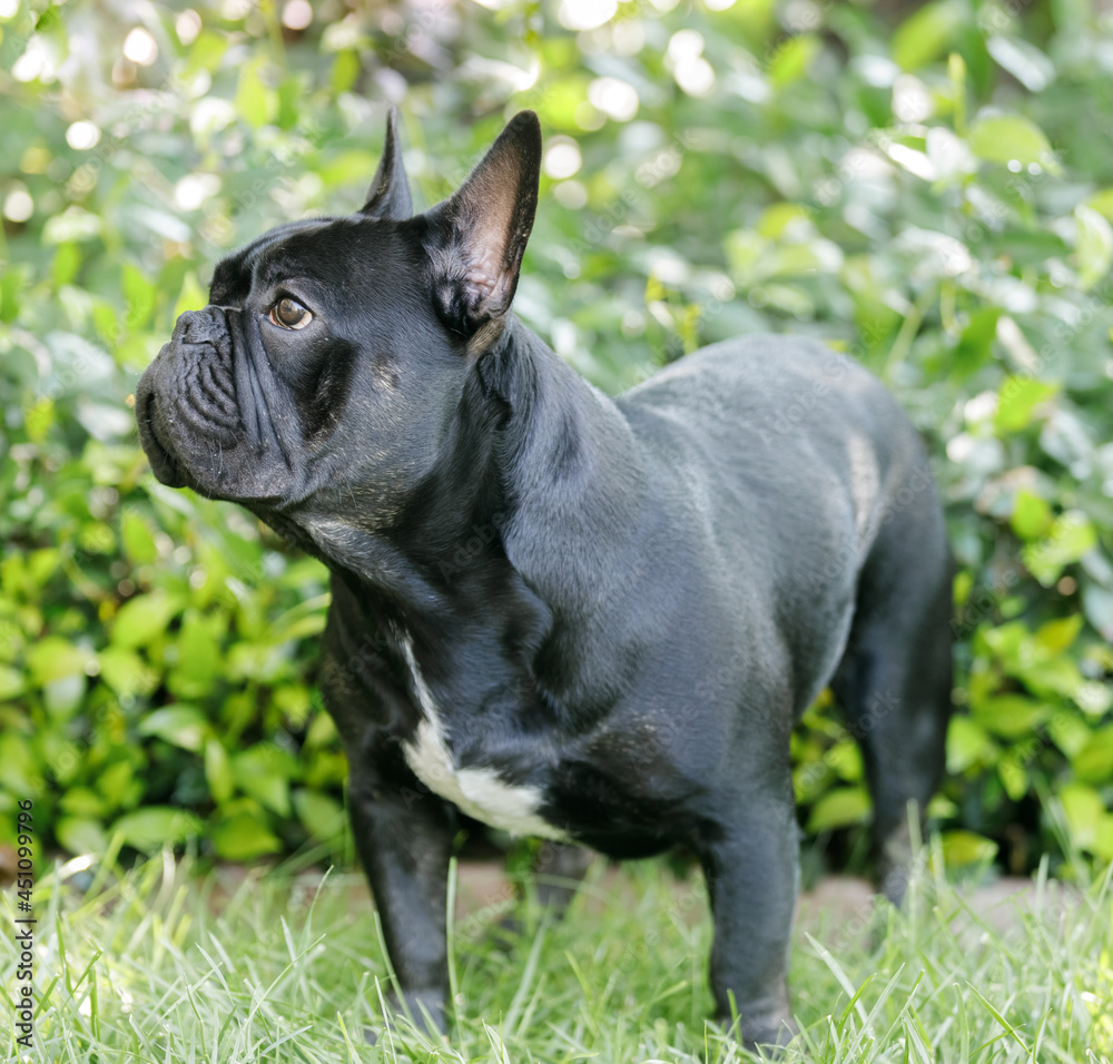 8-Months-Old black French Bulldog standing on grass and looking away. Off-leash dog park in Northern California.