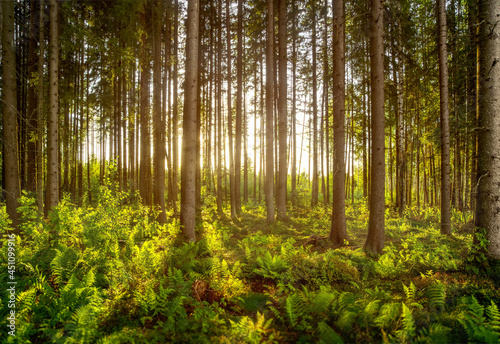 Fototapeta Naklejka Na Ścianę i Meble -  Scandinavian type of pine forest with nice forest floor of ferns with direct backlight and nice shadows from sun