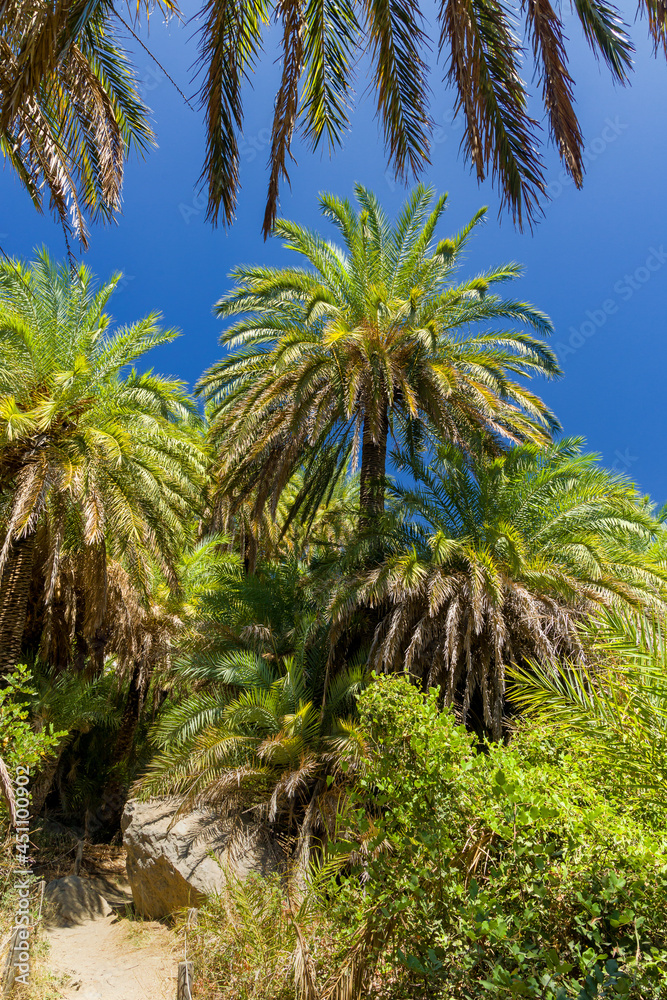 Fototapeta premium Lush palm forest and a small river leading to a sandy beach (Preveli, Crete, Greece)