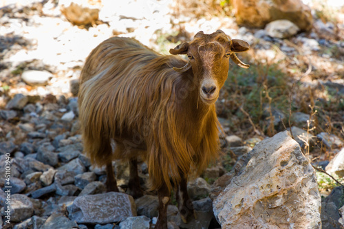Friendly goats in the Imbros Gorge in Western Crete, Greece photo