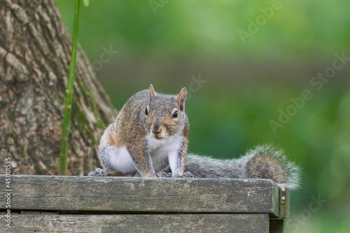 Squirrel Ready to Pounce