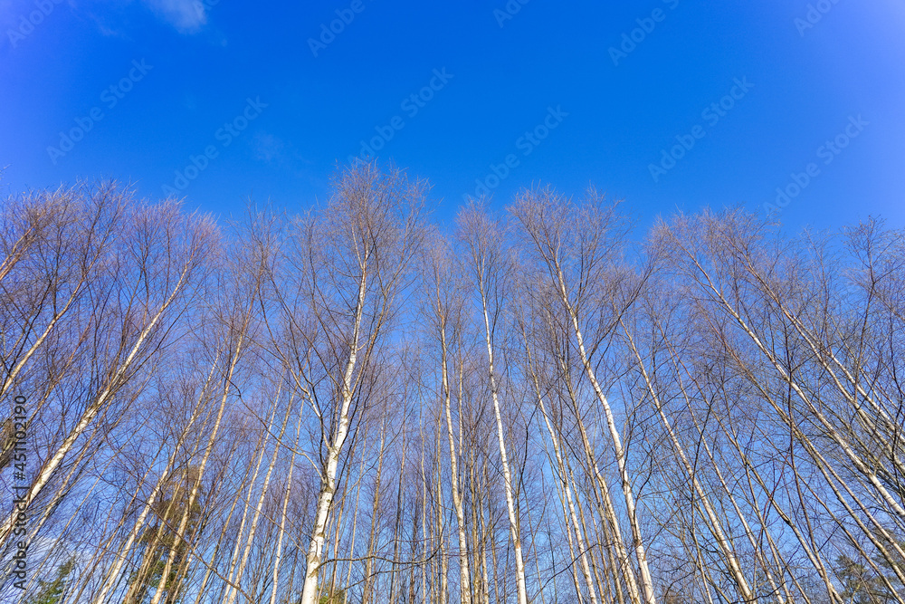 Fototapeta premium 森林