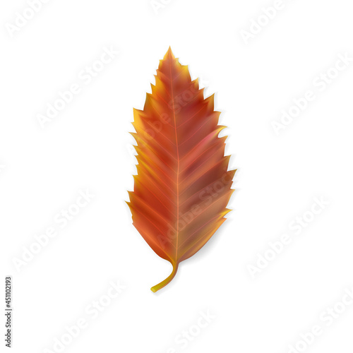 Leaf of hackberry (Celtis australis). Reddish autumn leaf isolated on white. Autumn season. Colorful symbol of autumn leaf fall. Natural plant object