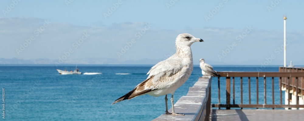 Naklejka premium Gaviota en muelle de playa El Coromuel. Esta ave marina es parte de la fauna de la ciudad de La Paz, Baja California Sur. Al fondo un hermoso mar azul. 