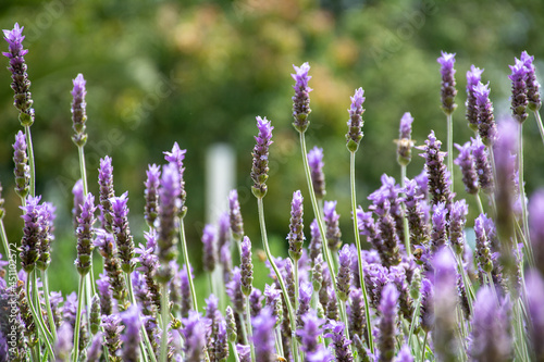 field of lavender