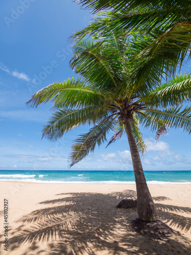 Coconut palm trees and tropical sea. Summer vacation and tropical beach concept. Coconut palm grows on white sand beach. Alone coconut palm tree in front of freedom beach Phuket  Thailand.