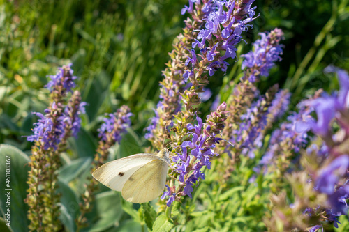 cabbage white or cabbage butterfly with black spot on purple lavender