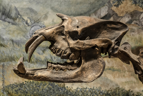 Fossil skull of extinct Astrapotherium magnum, Patagonia, Argentina.