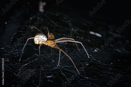 Dictine spiders weavers Dictynidae are a family of araneomorphic spiders from the superfamily Dictynoidea, a spider is waiting for a victim on a web, selective focus. photo