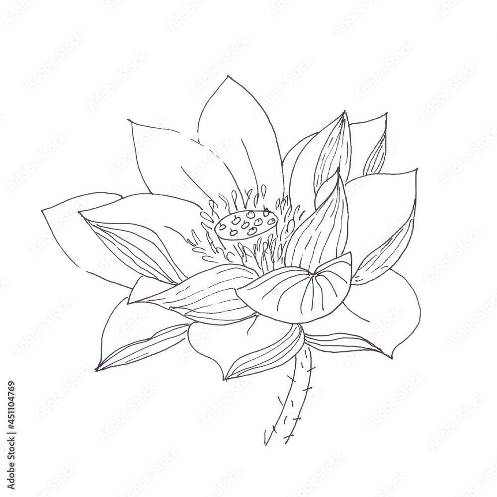 Lotus flower graphic black and white linear drawing Lotus flower graphic black and white linear drawing