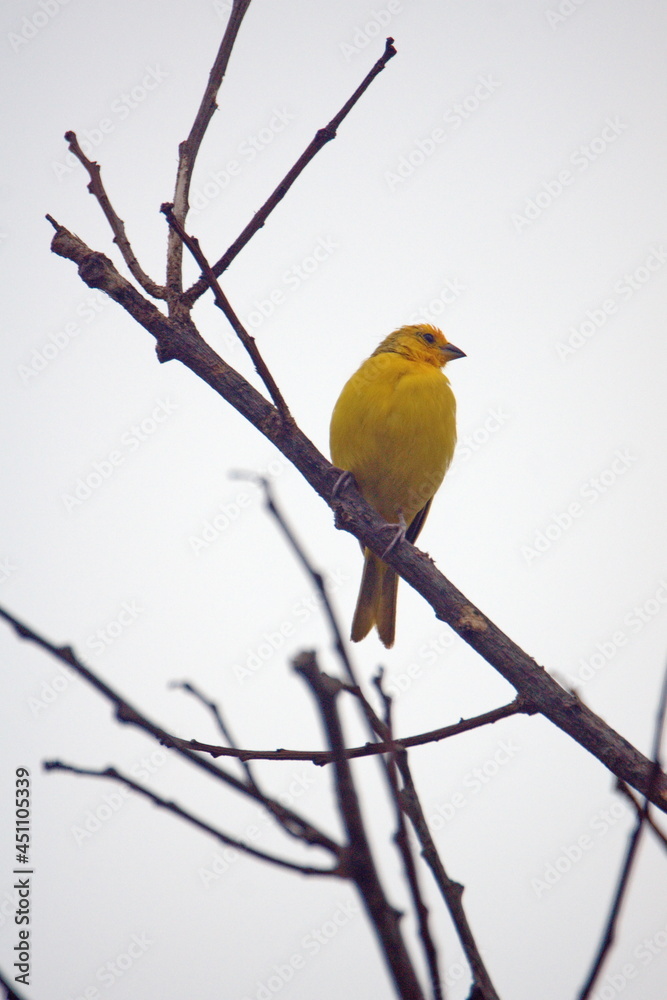 Fototapeta premium Saffron finch (Sicalis flaveola) perched in a tree in Ayampe, Ecuador