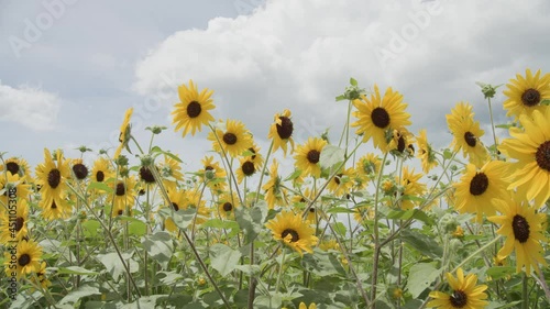 ヒマワリの野原の風景