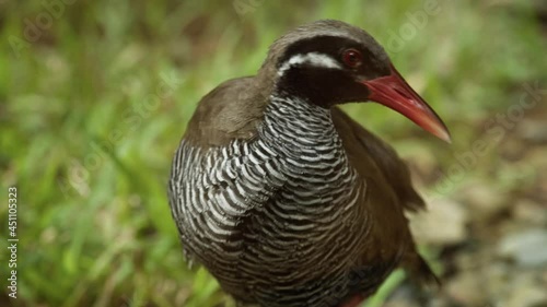 沖縄固有の貴重な鳥、ヤンバルクイナの映像。