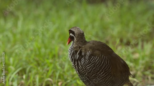 沖縄固有の貴重な鳥、ヤンバルクイナの映像。
