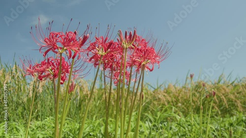 立派に咲いた秋の彼岸花の映像