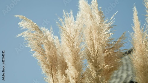 秋に金色に染まった雑草のクローズアップ映像