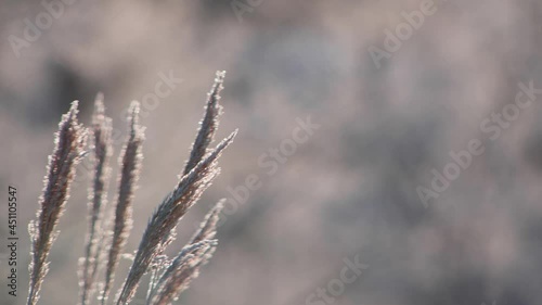 冬の朝に凍った雑草の映像。北海道で撮影。4K25fps