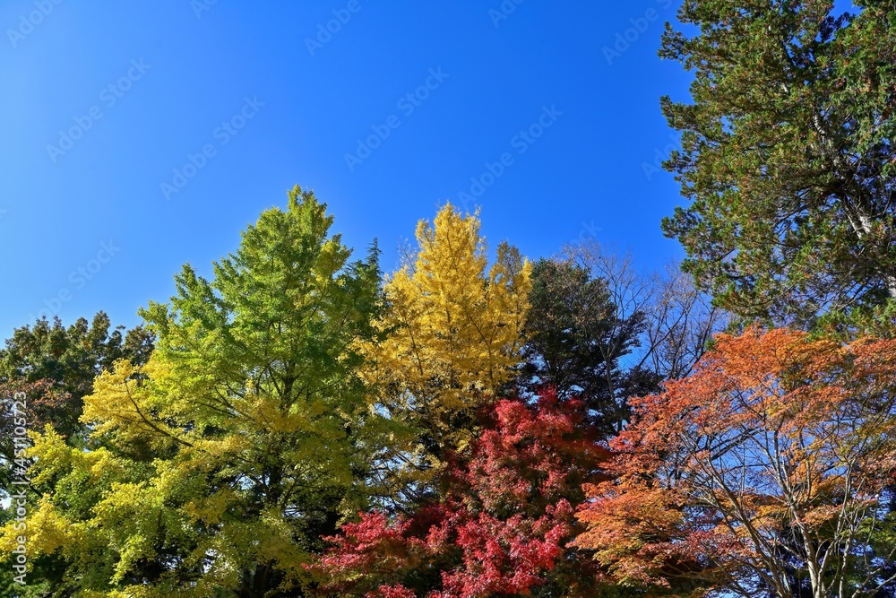 青空バックに見上げるカラフルな紅葉の情景＠山梨