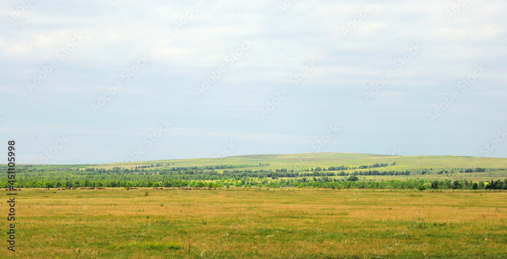 A large pasture and a herd of cows in the distance by the forest in front of a hillside on a sunny day.