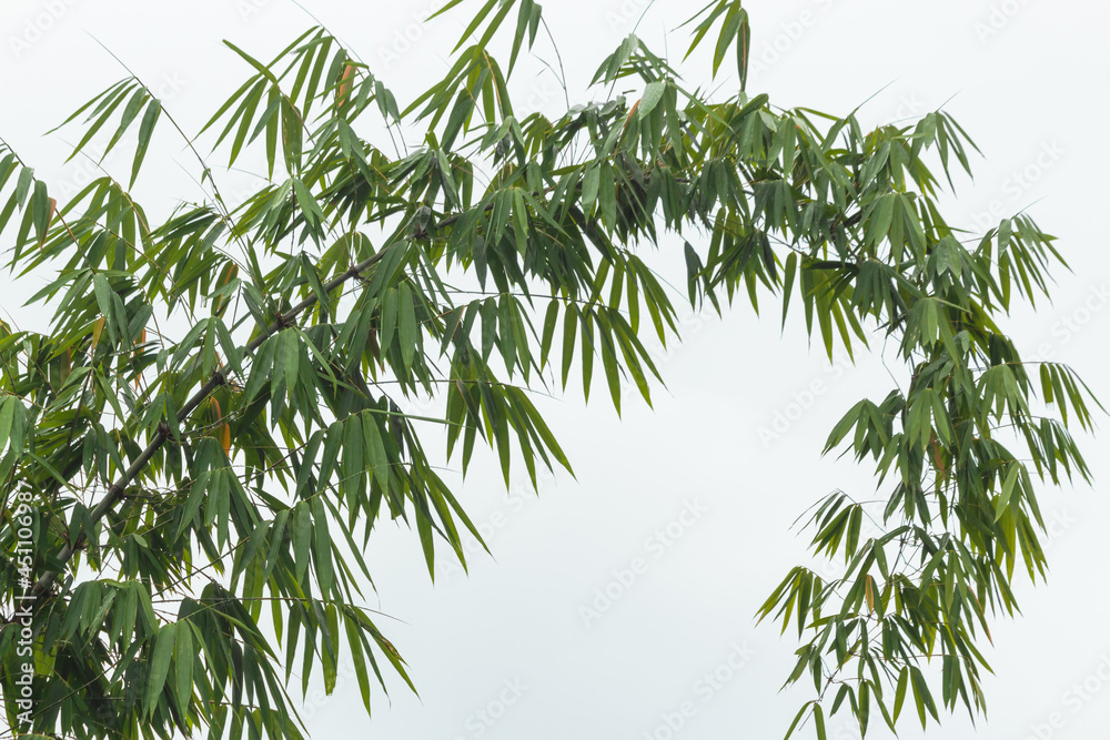 Obraz premium bamboo leaves on white sky background