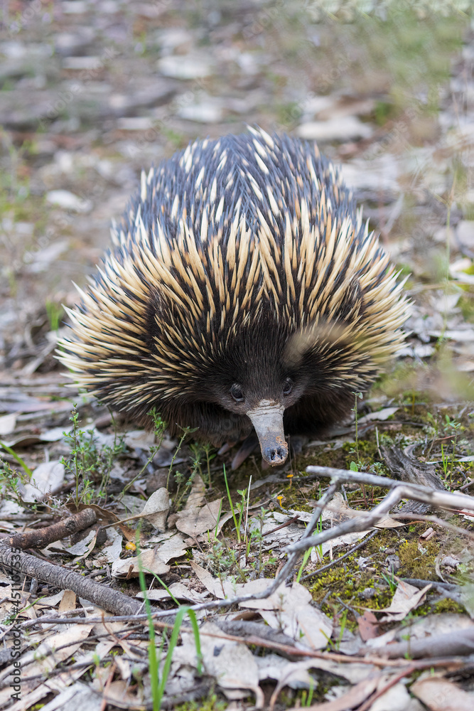 The Short-beaked Echidna (Tachyglossus aculeatus) is covered in fur and ...
