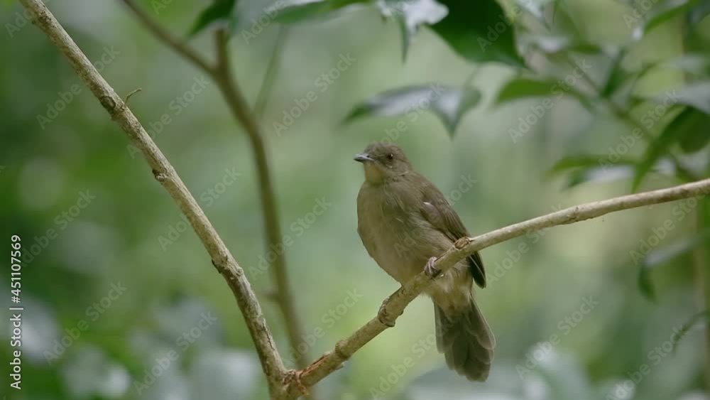 Nature wildlife bird resting on tree with nature wildlife background. Nature wildlife bird resting on tree with nature wildlife background.