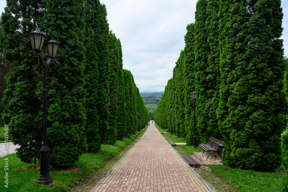 Fototapeta premium A long alley with cypress trees, benches and lanterns
