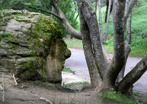 A huge stone in the form of a human head, reflecting under the curved trunk of a tree