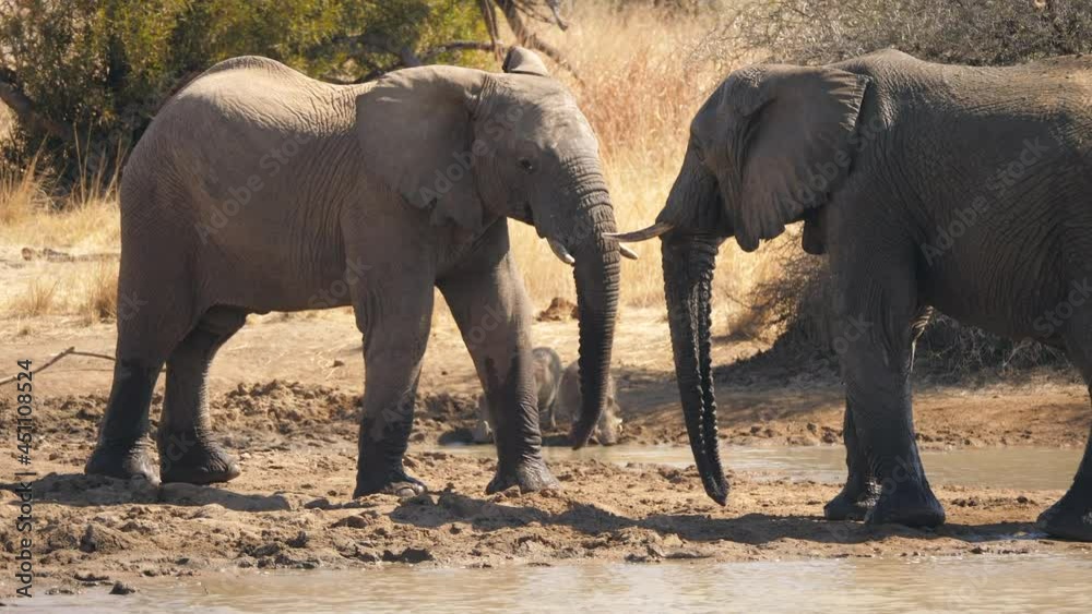 Two male elephants size each other up as warthogs watch nearby Two male elephants size each other up as warthogs watch nearby