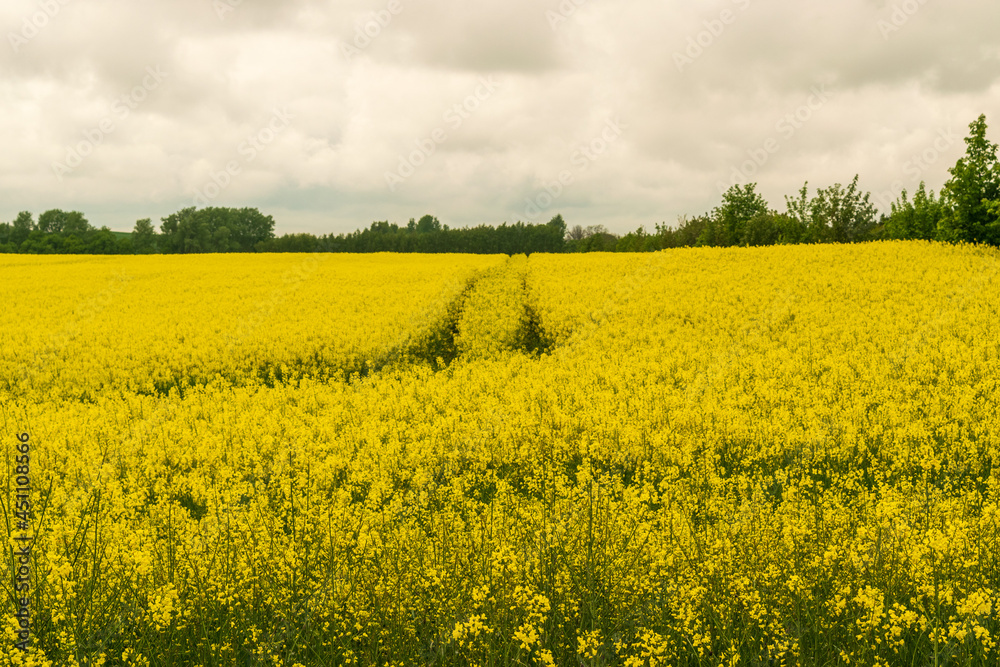 Rapeseed Field, Canola Landscape, Yellow Oilseed Blossoms
