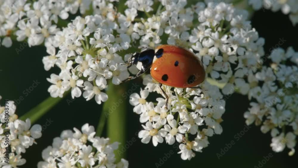 A red ladybug crawling on the white flowers in the garden in Estonia A red ladybug crawling on the white flowers in the garden in Estonia
