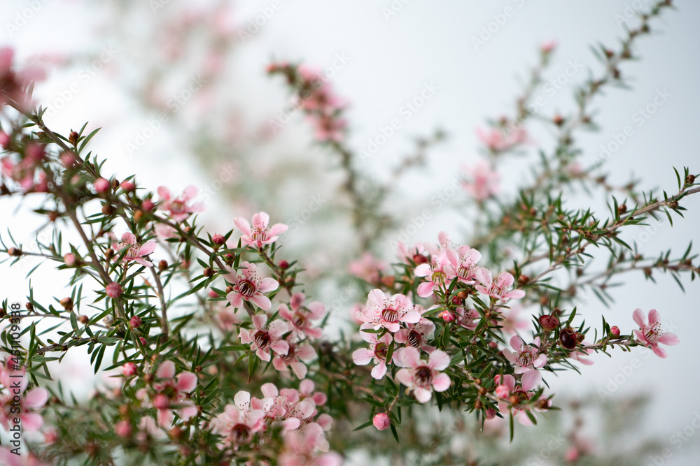 Pink Manuka flower blossom close-up Pink Manuka flower blossom close-up