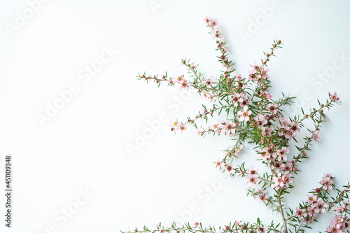Pink Manuka flower blossom with copy space right