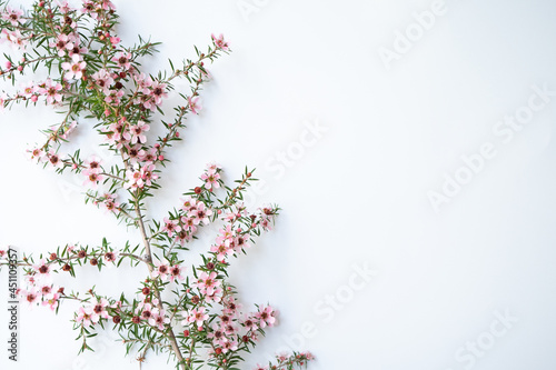 Pink Manuka flower blossom with copy space left