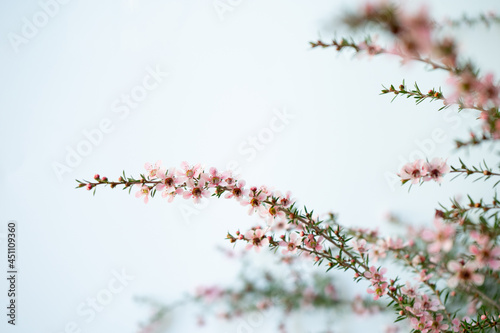 Pink Manuka flower blossom with copy space 4