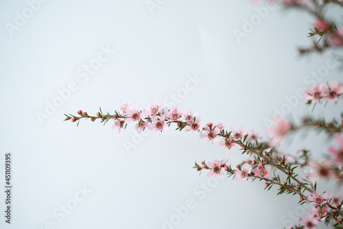 Pink Manuka flower blossom with copy space 2