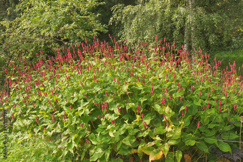 Bistorta amplexicaulis, the red blooming shrub, also known as  persicaria amplexicaulis, the red bistort or mountain fleece. photo