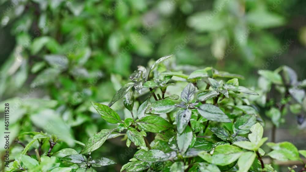 Watering basil plant growing in home garden. Fresh leaves of Genovese