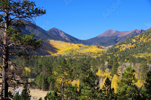 Aspens, Lockett Meadow photo