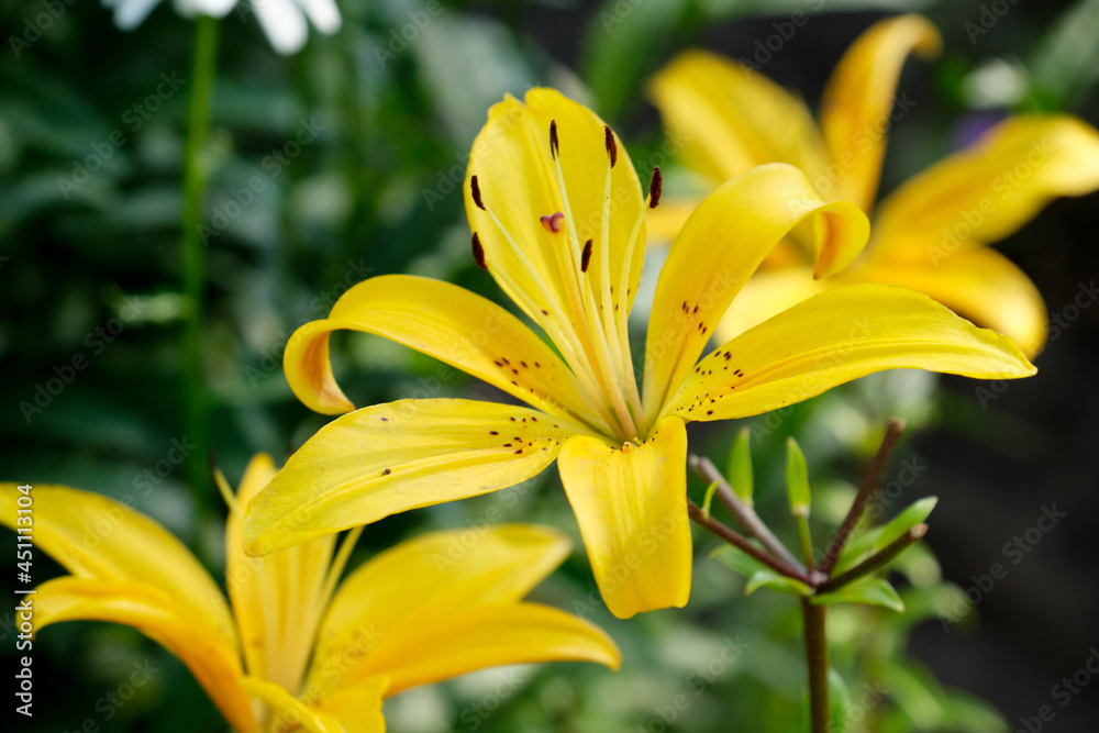 Yellow Lily flower Yellow Lily flower