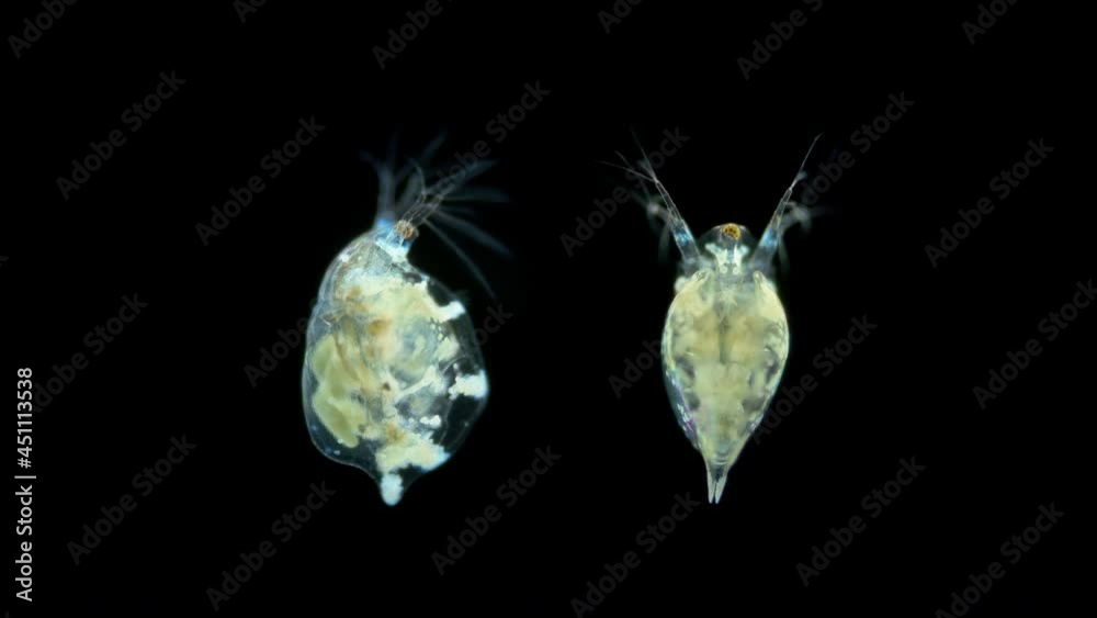 Water flea Daphnia under microscope, Branchiopoda Class, Simocephalus