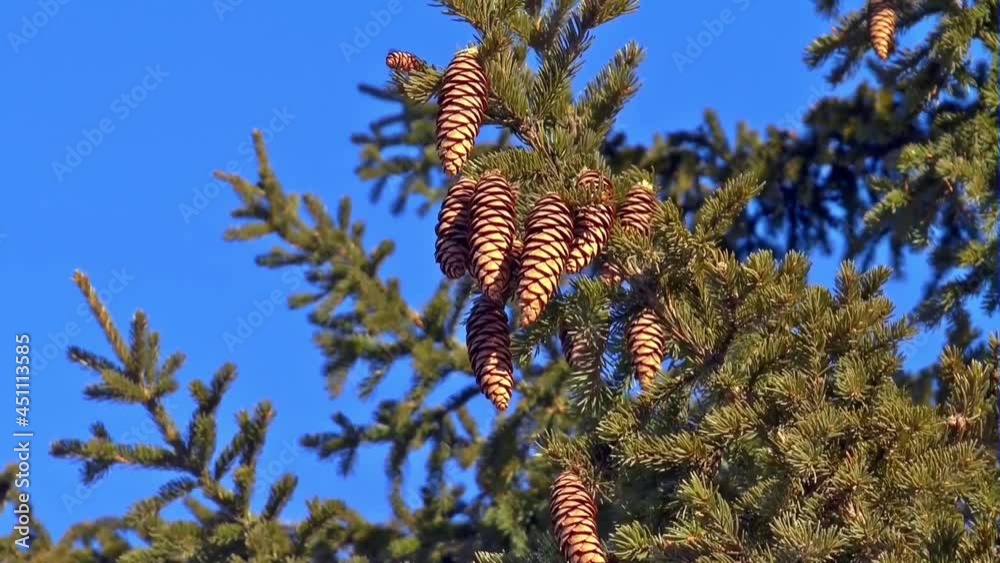 Pine Cones Hanging On A Branches With Gently Wind On Clear Blue Day. Locked Off Pine Cones Hanging On A Branches With Gently Wind On Clear Blue Day. Locked Off