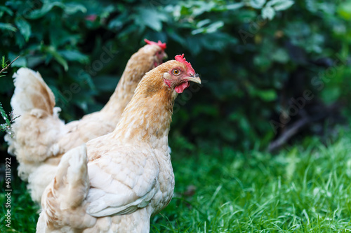 Two ginger chickens on a home farm.