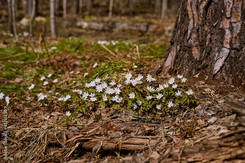 spring in the forest spring in the forest
